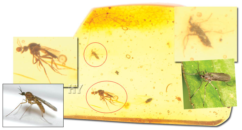 midge, gall gnat, fossil