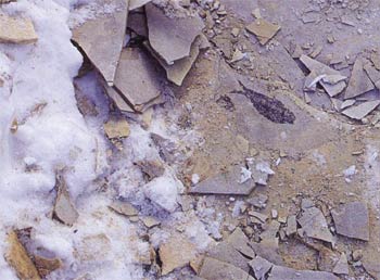 A fish fossil found in Green River, Wyoming