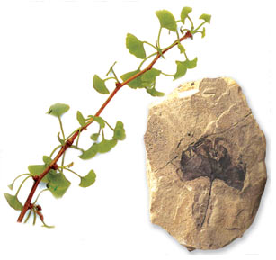 ginkgo tree, Triassic, Period, Jurassic