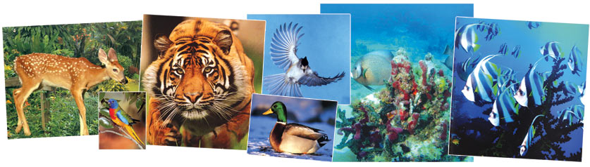 tigers, parrots, gazelles, birds, animals