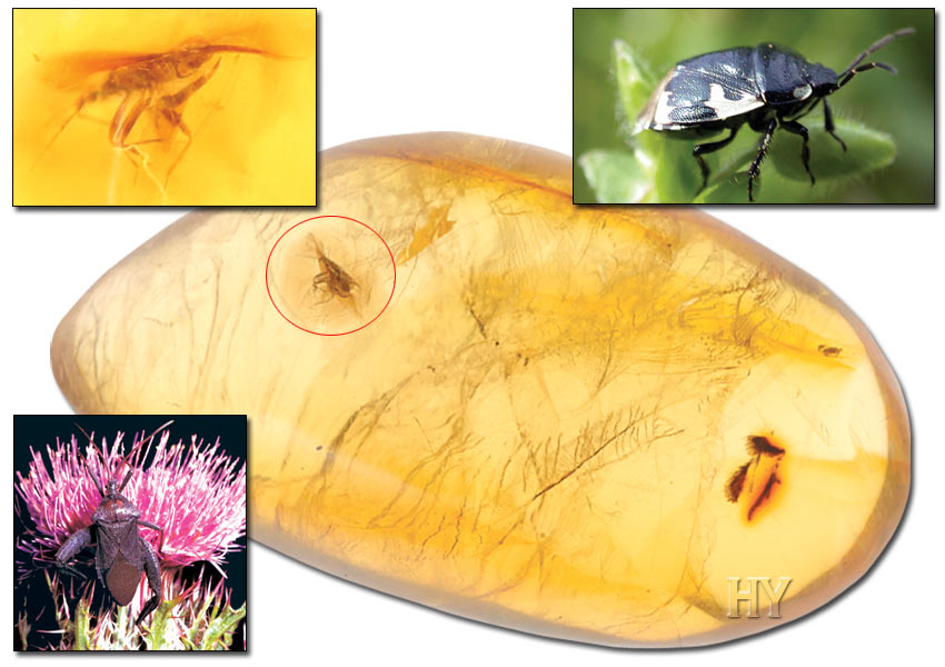 Insects, Hemiptera, fossil, evolution