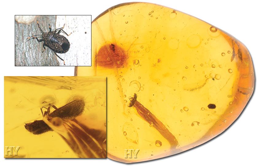 Barkbeetle, fossil