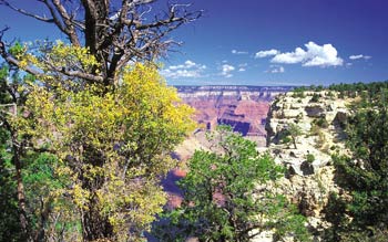 Kaibab, fossil, limestone