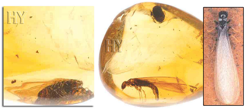 termites, termite, fossil, amber