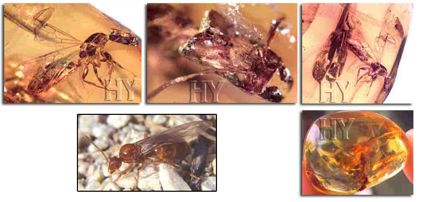  Queen ants,  Queen ant, fossil, worker ants