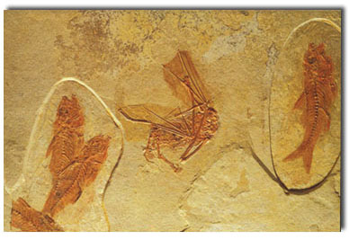 fish, fossil, bat, France