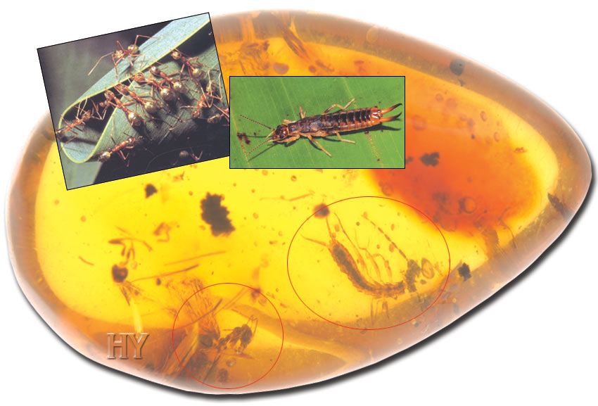 worker ant, amber, earwig, fossil