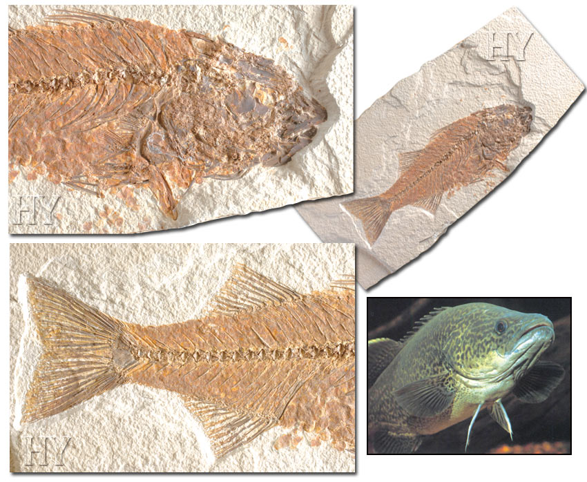 perch fossils