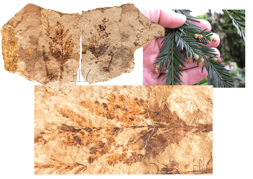  sequoia, trees, fossil