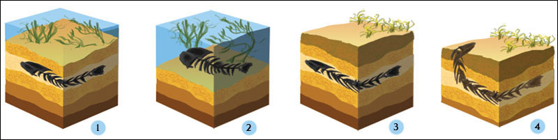 fossil layers