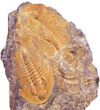 trilobite fossil