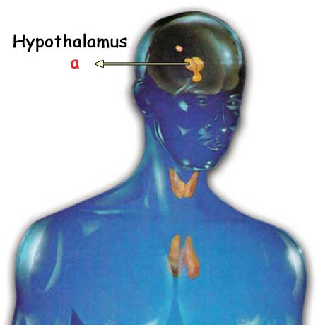 hipotalamus