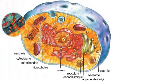 cellule