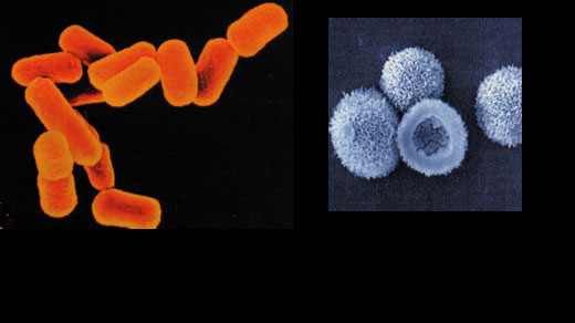 e coli bakterisi