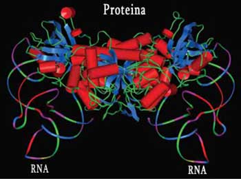 rna