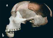 orangutan skull