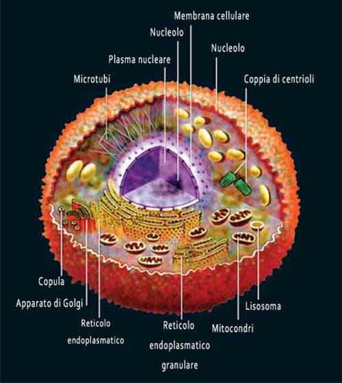 cellula