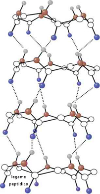 peptide bond