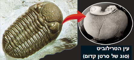  trilobit,trilobit gözü