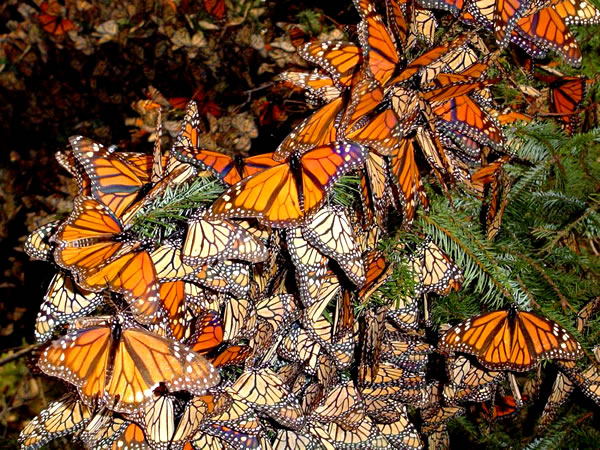 Monark kelebekleri