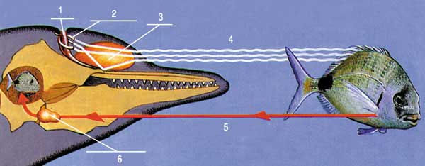 yunusun kafasındaki sonar sistemi