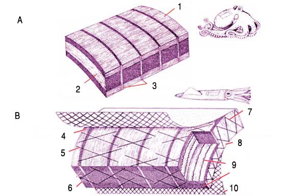 ahtapot - mürekkep balığı