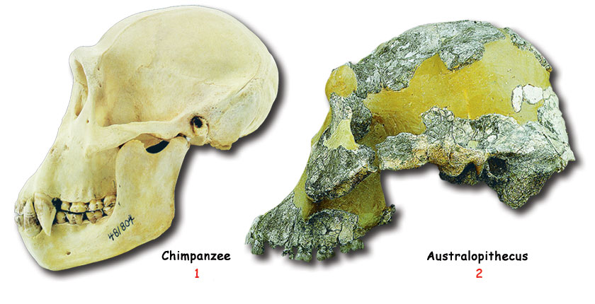 australopithecus