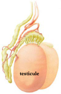 testicules