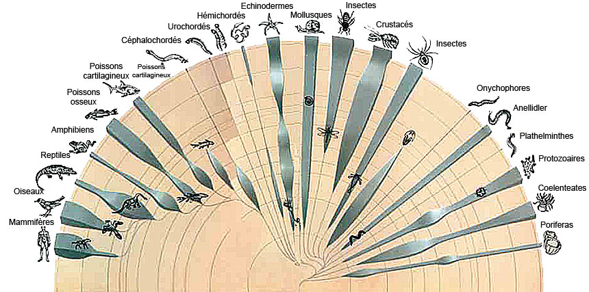 Darwinisme l'arbre généalogique mal