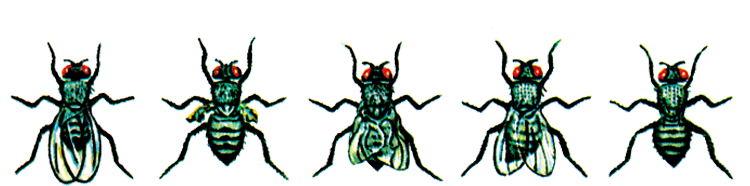 fruit fly, mutations
