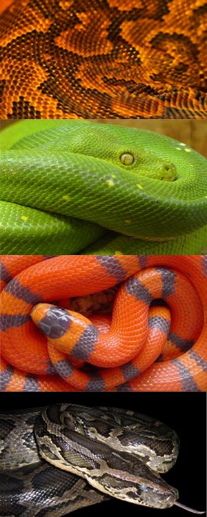 snakes, evolution, reptile