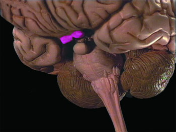 Le Systeme Hormonal, hypothalamus