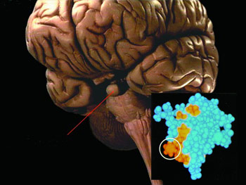 Le Systeme Hormonal, hypophyse