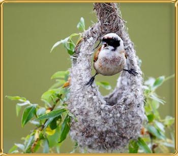 Des Experts Tisseurs Dans La Nature