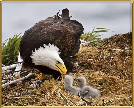 Un Oiseau De Chasse Parfait: L'aigle