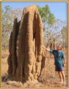 Termites