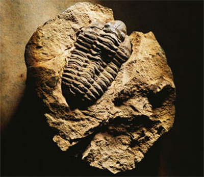 trilobite