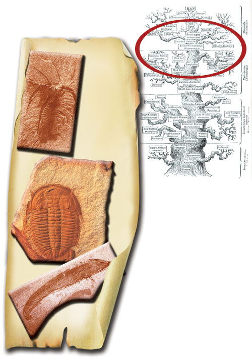 Kambriyen devri - fosiller