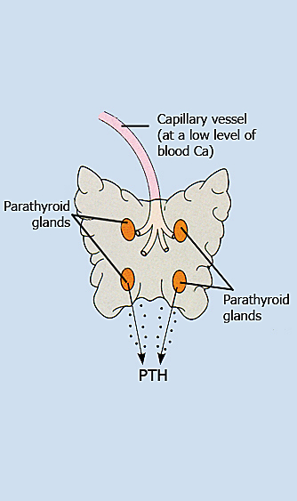 parathyroid