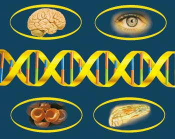 dna,şifreleri