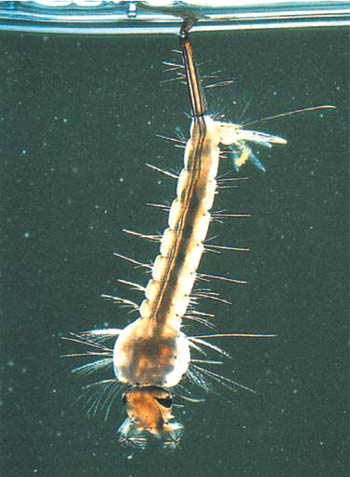 larva,sinek