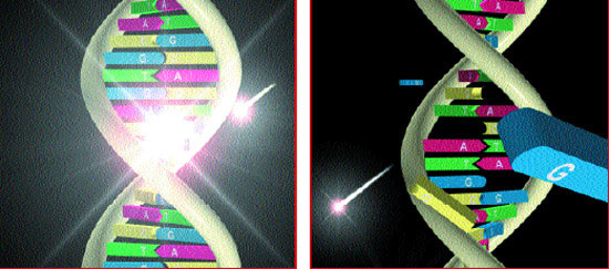 dna