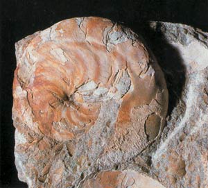 Nautile fossile
